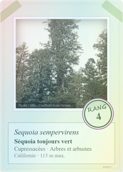 Carte « Séquoia toujours vert », rang 4