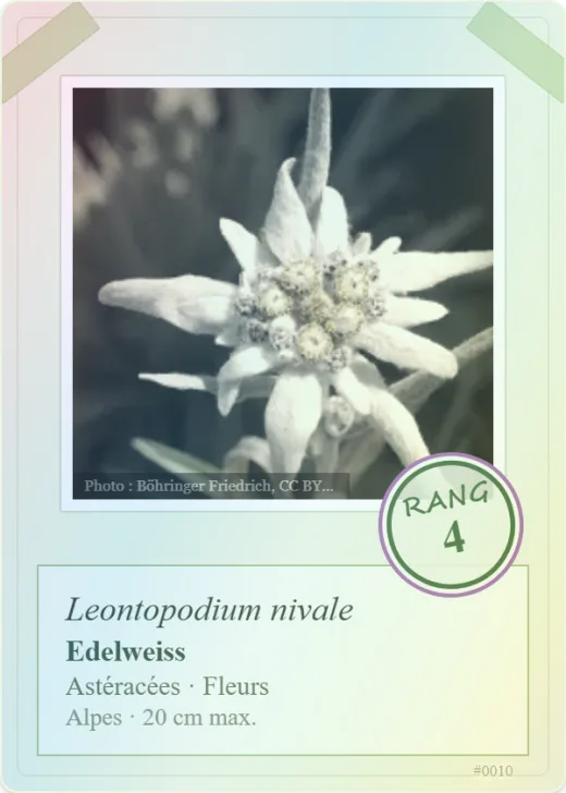 Carte « Edelweiss », rang 4