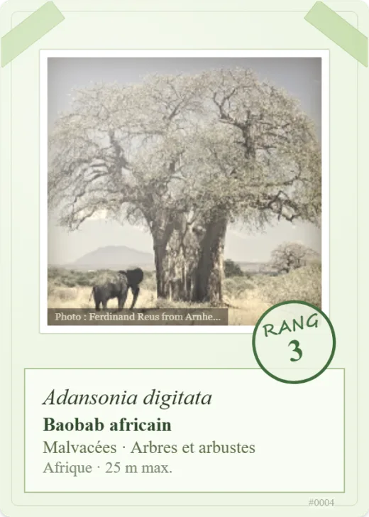 Carte « Baobab africain », rang 3